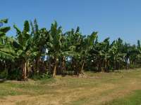 Oede Bananenplantage